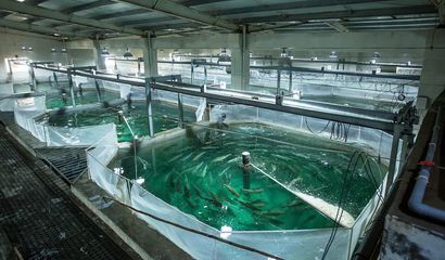 喜報！國信集團兩家水產(chǎn)品公司入選青島首批新經(jīng)濟潛力企業(yè)