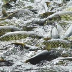 水產(chǎn)資源 藍色糧倉的潛力與挑戰(zhàn)